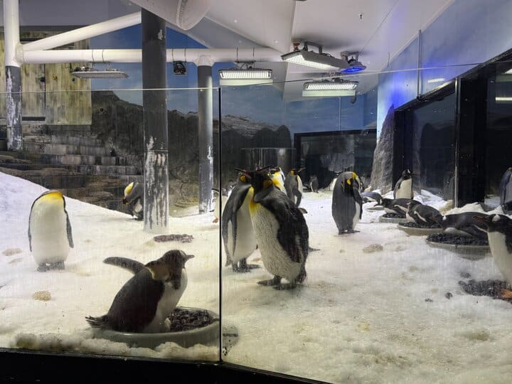SEA LIFEシドニー水族館で見たペンギン